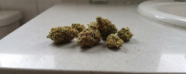 Gros plan sur des fleurs de CBD de qualité supérieure disposées sur une table en bois clair, avec des trichomes cristallins visibles à la surface